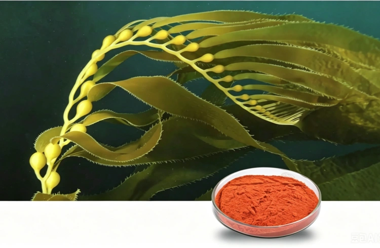 Fucoxanthin Extract Powder
